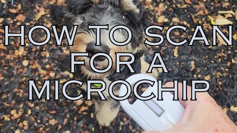 rfid scanner for pets|how to scan a pet microchip.